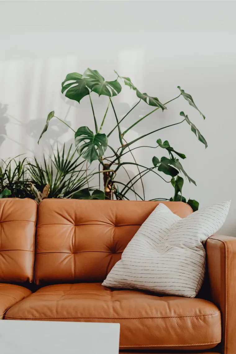 A leather sofa with houseplants